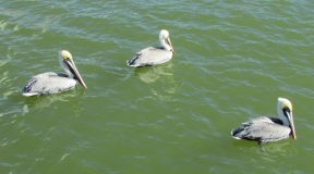 35.pelicans