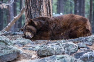 sleeping-bear