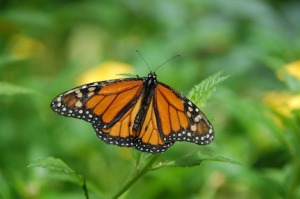 butterly monarch pixabay